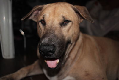 Close-up portrait of dog