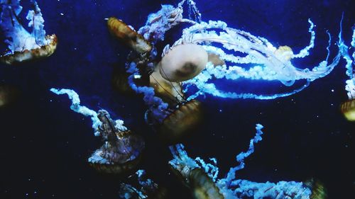 Close-up of jellyfish swimming in sea