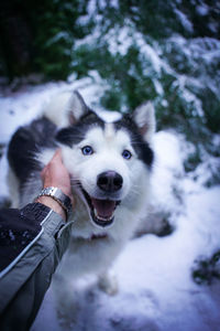 Close-up of husky dog on snow