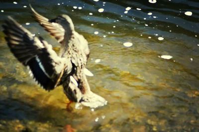 Two swimming in lake