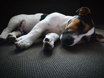 Dog sleeping on bed at home