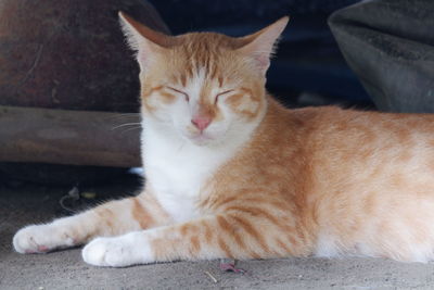 Close-up of a cat