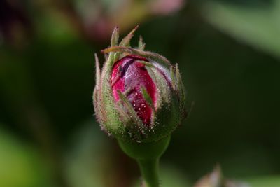 Close-up of red flower bud