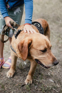 Low section of man with dog