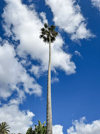 Low angle view of palm tree against sky