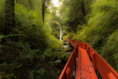 Scenic view of road amidst trees in forest