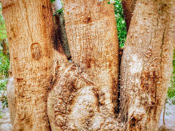 Close-up of tree trunk in forest