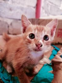 Close-up portrait of kitten