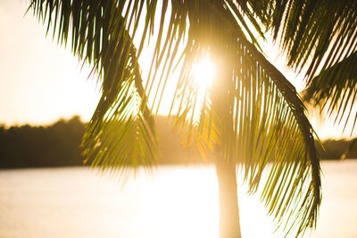 Palm trees against sky during sunset