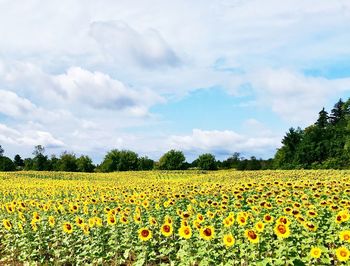 Scenic view of oilseed rape field against sky