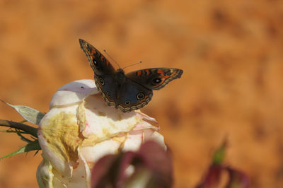 Close-up of butterfly on flower