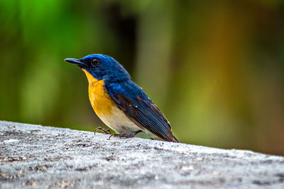 Colorful, isolated, young indian blue robin sitting on a wall of the building.