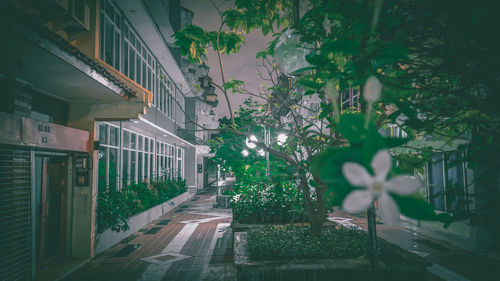 Footpath amidst trees and buildings in city