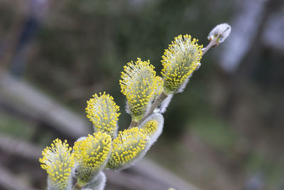 Close-up of yellow flowering plant