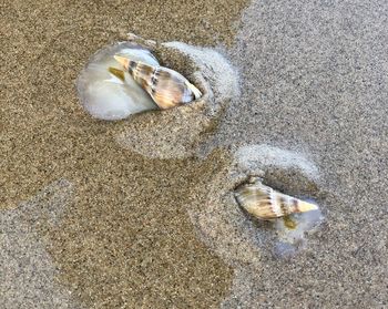 High angle view of shell on beach