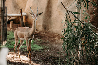 Deer standing in a field