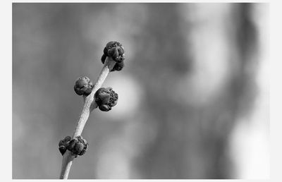 Close-up of tomato plant