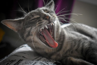 Close-up of cat at yawning home