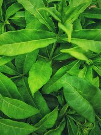 Full frame shot of green leaves