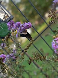 Close-up of purple flowering plants