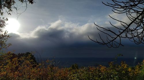 Scenic view of plants against sky