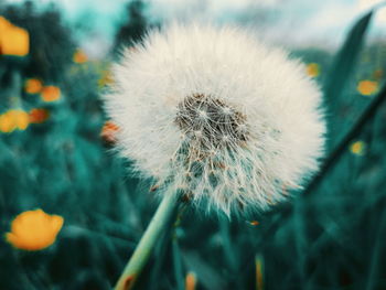 Close-up of dandelion flower