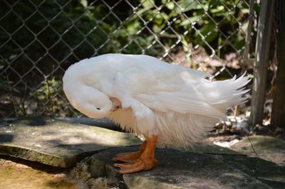 Close-up of bird perching outdoors