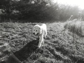 Portrait of dog on field