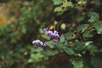 Close-up of purple flowering plant