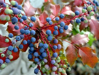 Close-up of berries growing on tree