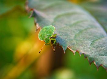 Close-up of insect on leaf