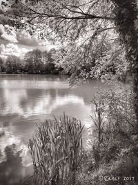 Scenic view of lake against trees