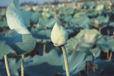 Close-up of white flowering plant