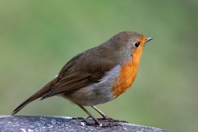 Robin having a rest