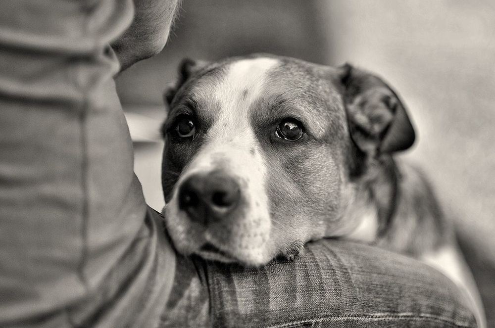 dog, pets, one animal, domestic animals, animal themes, indoors, close-up, mammal, portrait, animal head, looking at camera, focus on foreground, relaxation, home interior, animal body part, selective focus, no people, bed, front view