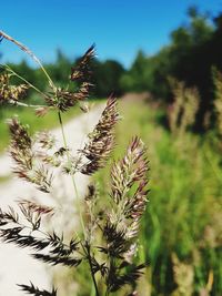 Close-up of flowering plant on field against sky