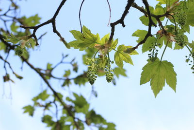 Low angle view of flowering plant against sky