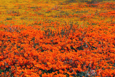 Full frame shot of orange flowering plants on field