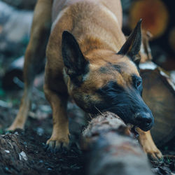 Belgian malinois biting a piece of wood