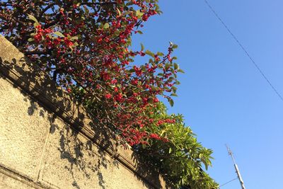 Low angle view of tree against clear sky