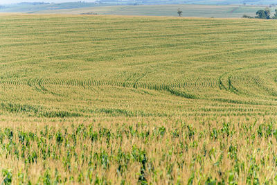 Scenic view of agricultural field