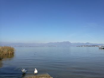 Swans swimming in lake against blue sky