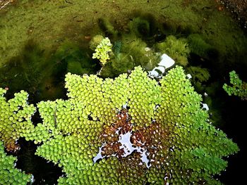 High angle view of leaf floating on lake