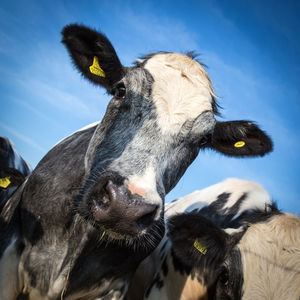 Close-up of cows against sky