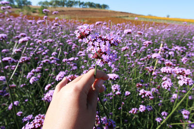 Cropped hand of woman holding purple flowering plants on field