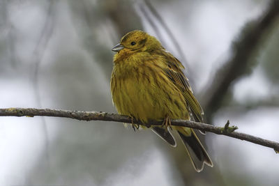 Bird perching on a branch