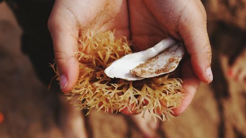 Close-up of woman holding leaf