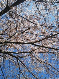 Low angle view of cherry tree against sky