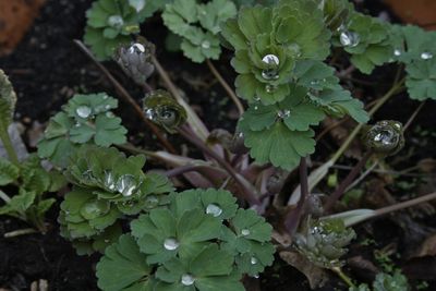 High angle view of raindrops on leaf