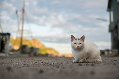 Portrait of a cat